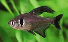black fantom tetra II