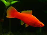 ksifo
