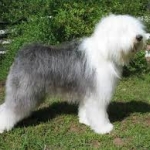 bobtail