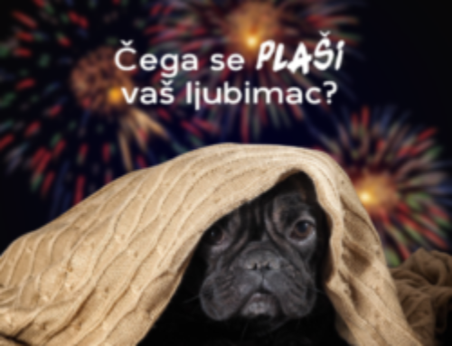 Da li se i Vaš ljubimac plaši glasnih zvukova?