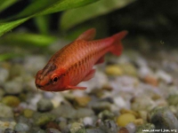 barbus titea